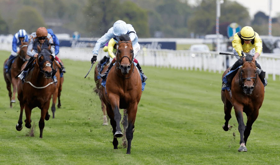 Understanding Horse Racing Terminology: A Beginner's Guide