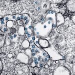 where can avoid vezyolatens